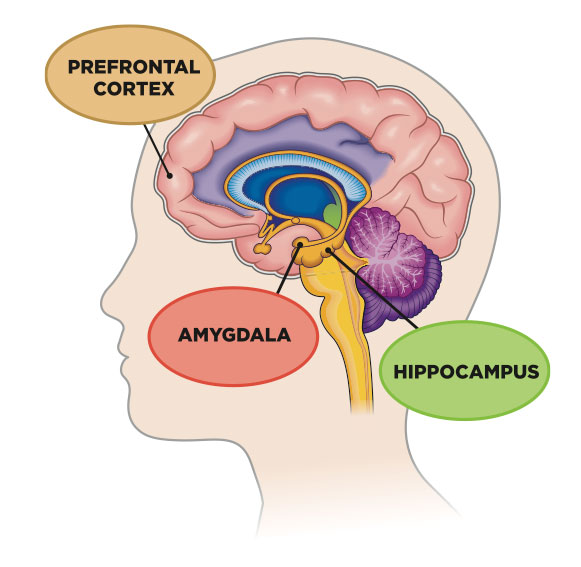 How Traumatic Memories Mess with My Brain (and How to Heal Them)
Transform PsyCare